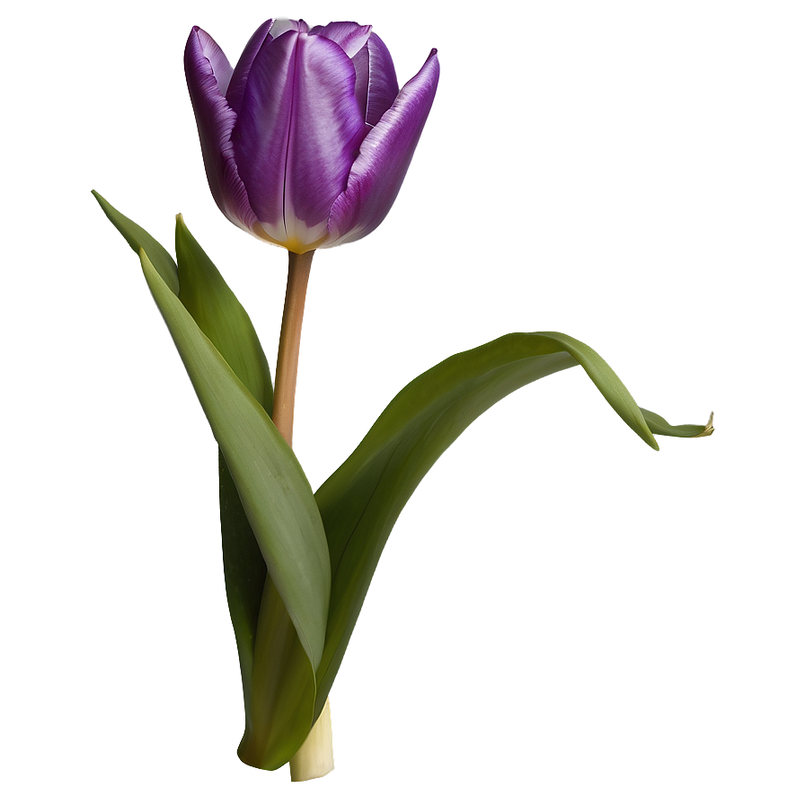 Purple Tulip Png Pqa