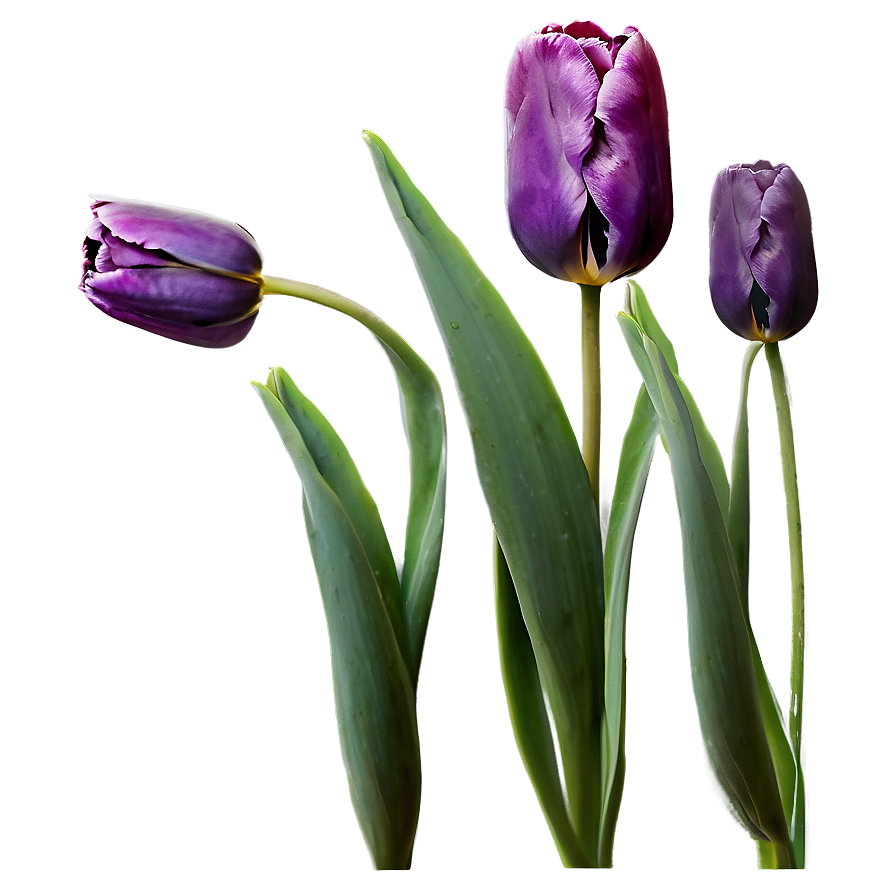 Purple Tulip Png Wlm