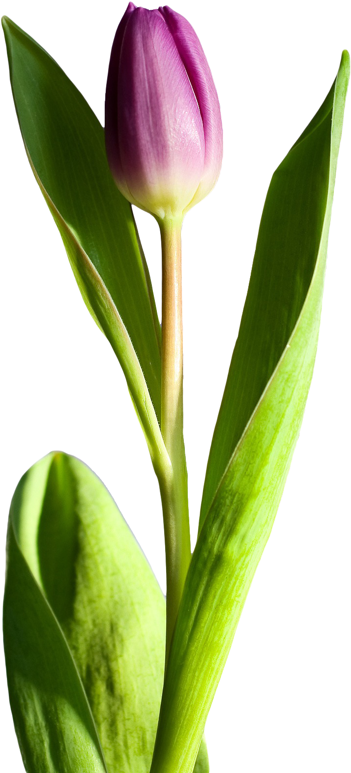 Purple Tulip Single Stem