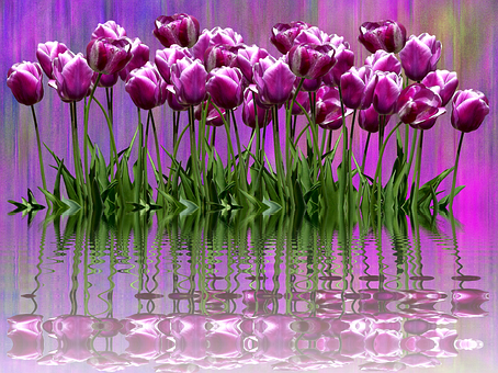 Purple Tulips Reflection Artwork