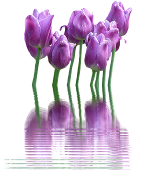 Purple Tulips Reflection Water