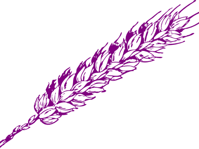 Purple Wheat Vector Illustration