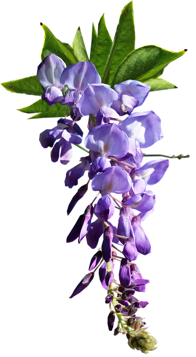 Purple Wisteria Flower Transparent Background