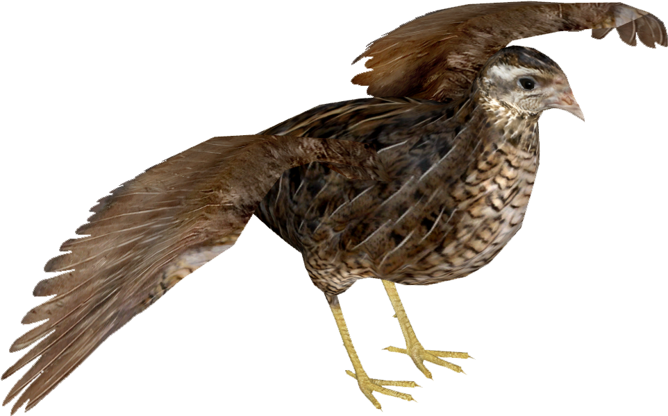 Quail In Flight Transparent Background.png
