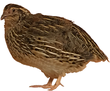 Quail Side View.png