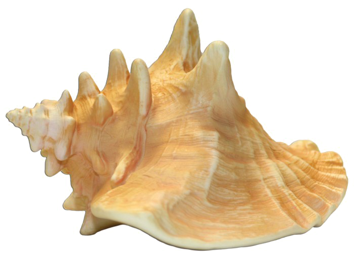 Queen Conch Shell Isolated