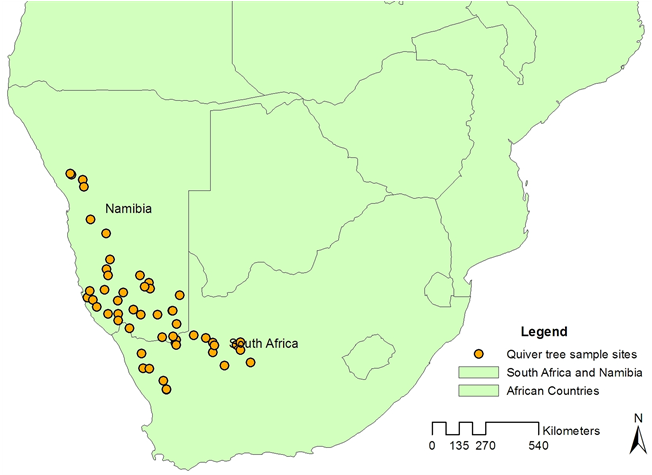 Quiver Tree Distribution Southern Africa