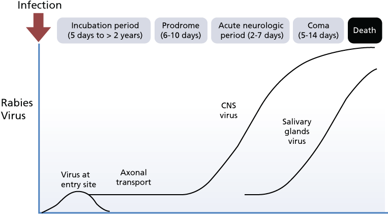 Rabies Infection Progression Chart