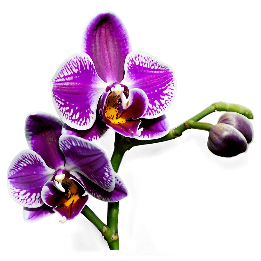 Radiant Orchid Png 63