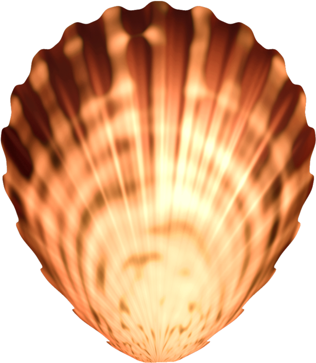 Radiant Scallop Seashell