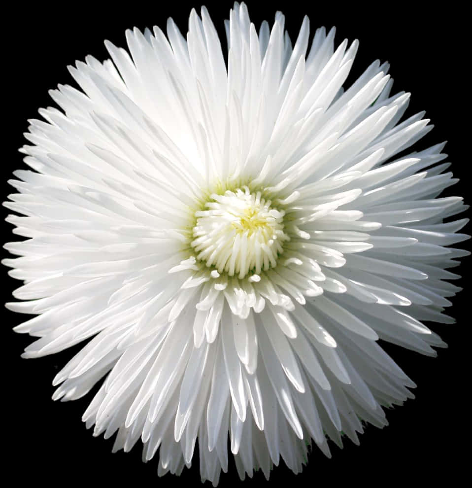 Radiant White Flower Black Background