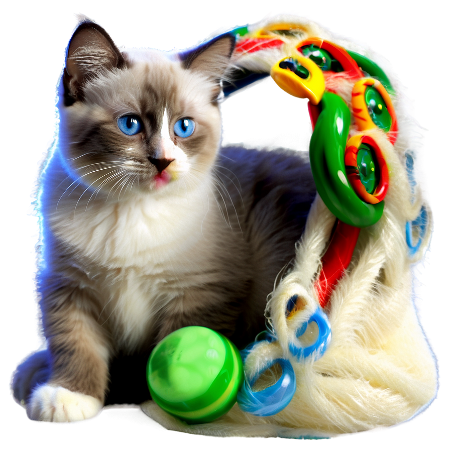 Ragdoll Kitten Png Ato