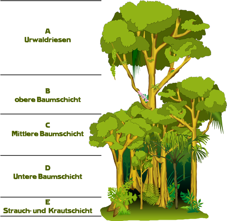 Rainforest Strata Explained