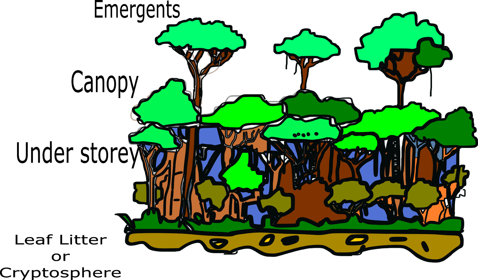 Rainforest Strata Illustration