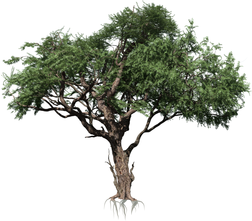 Rainforest Tree Isolatedon Transparent Background