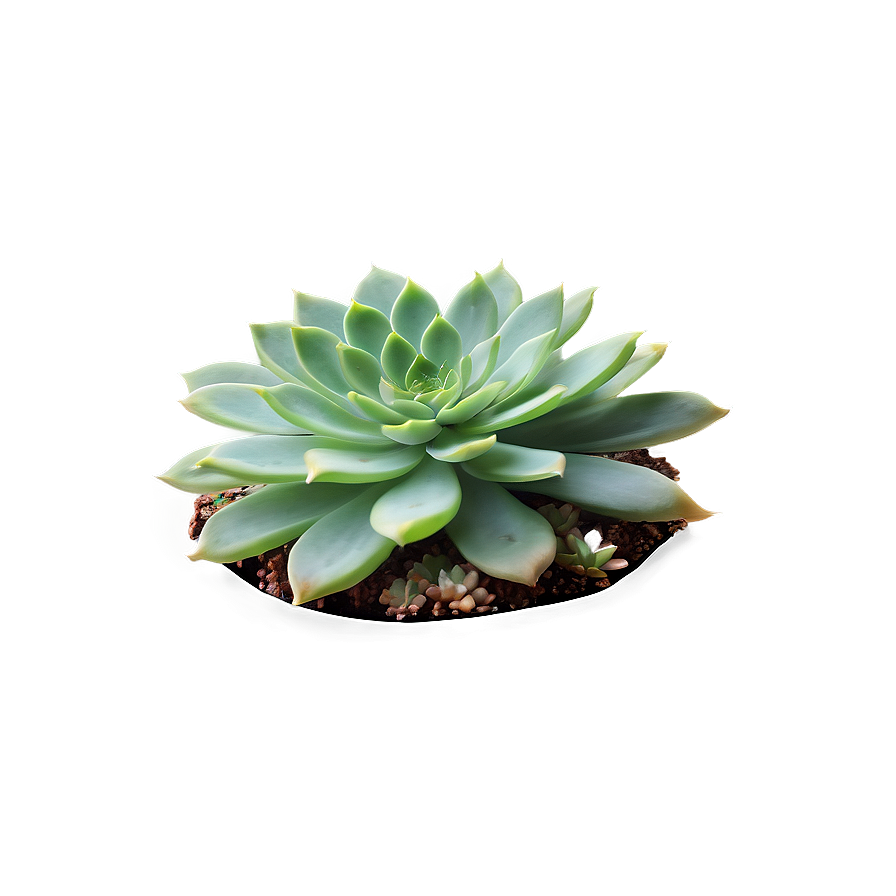 Rare Succulent Species Png Saq