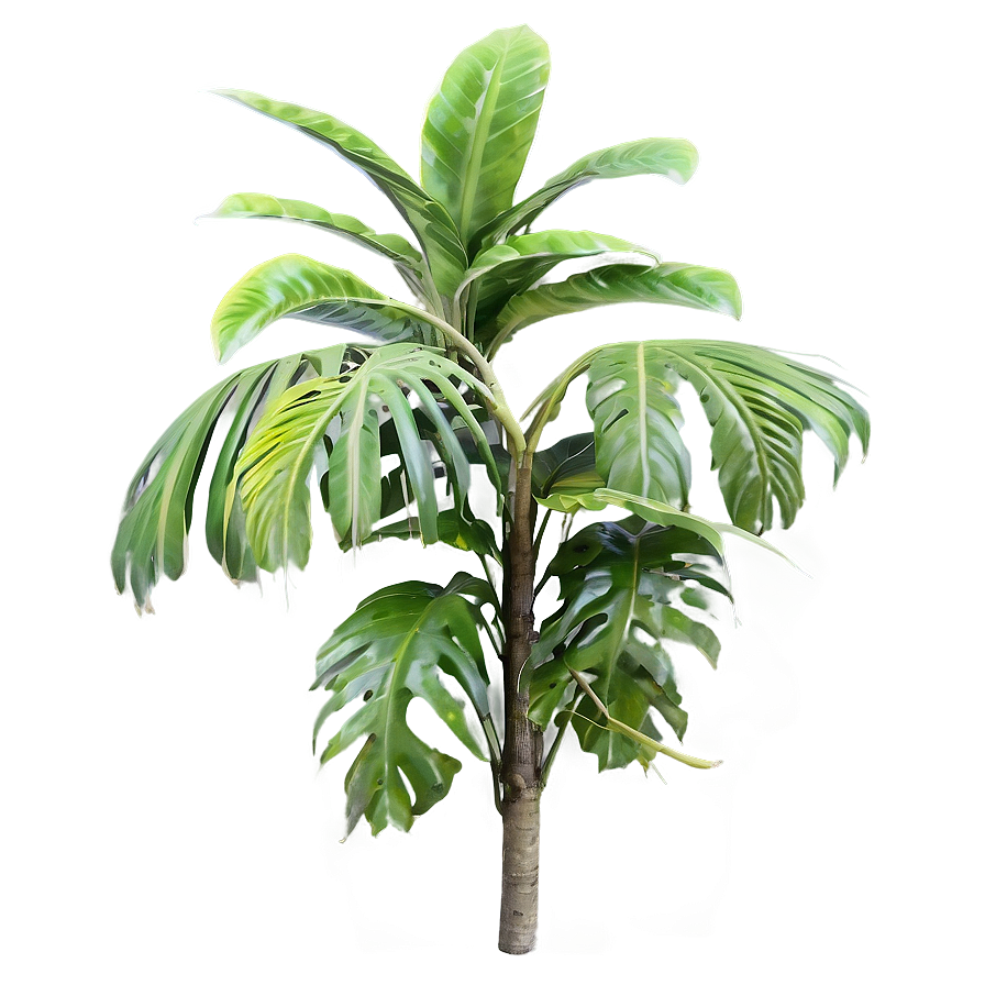 Rare Tropical Plants Png 25