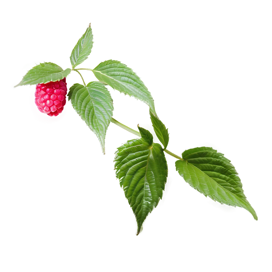 Raspberry Leaf Tea Leaf Png 06262024