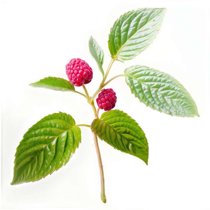 Raspberry Leaf Tea Leaf Png Hjh56