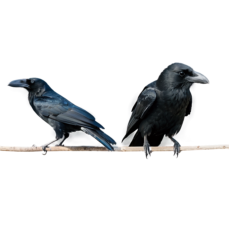 Raven And Crow Difference Png Ynj