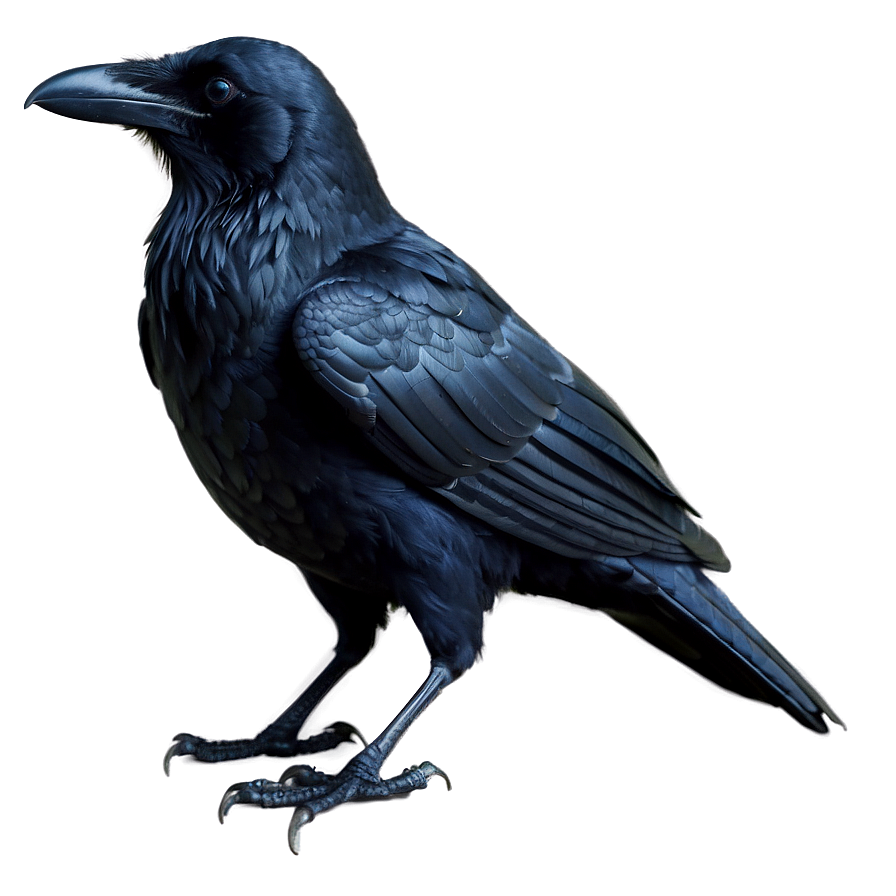 Raven Bird Black Png Cen