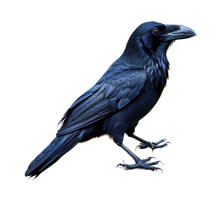 Raven Clipart Png Shq