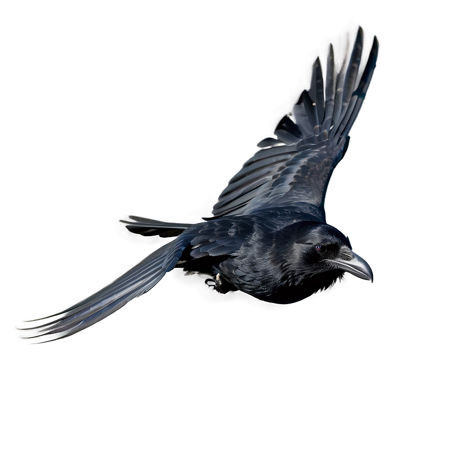 Raven In Flight Png Eal