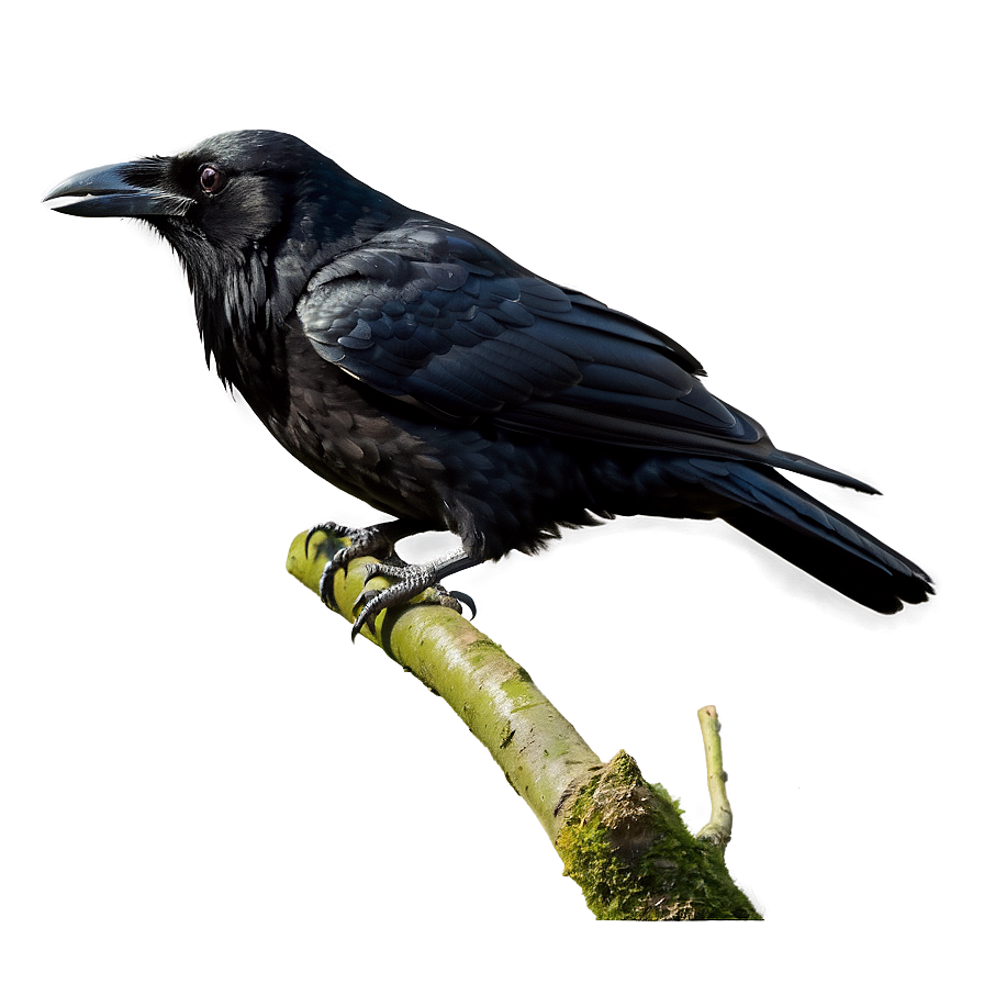 Raven On Branch Png Wia7