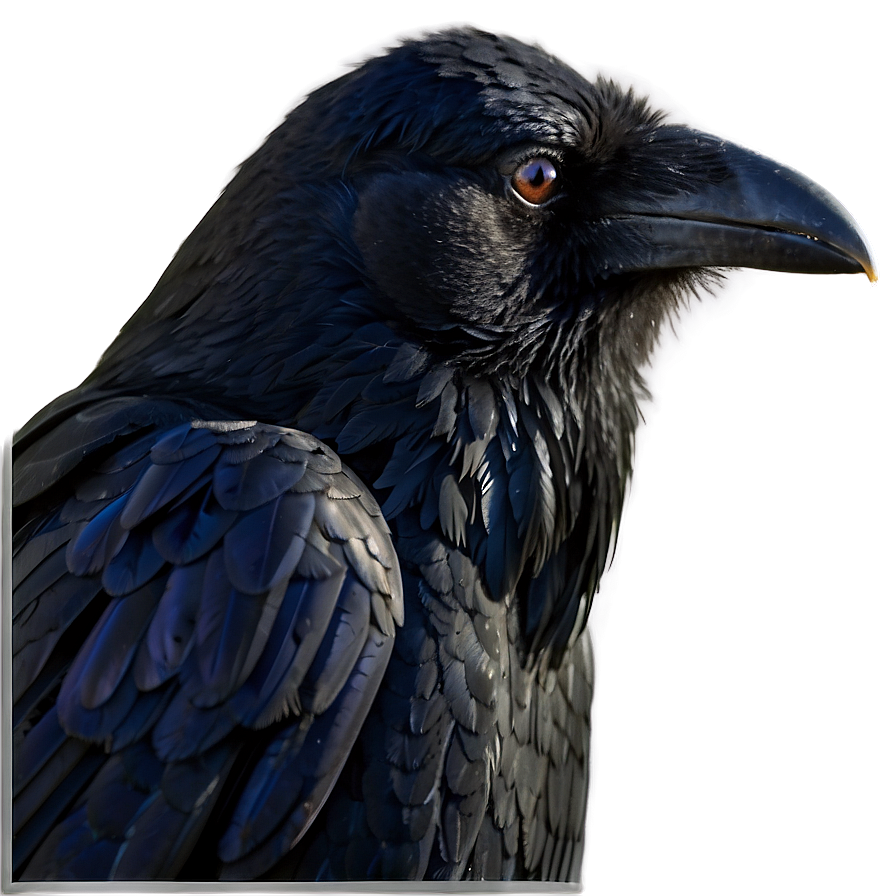 Raven Side Profile Png Inm