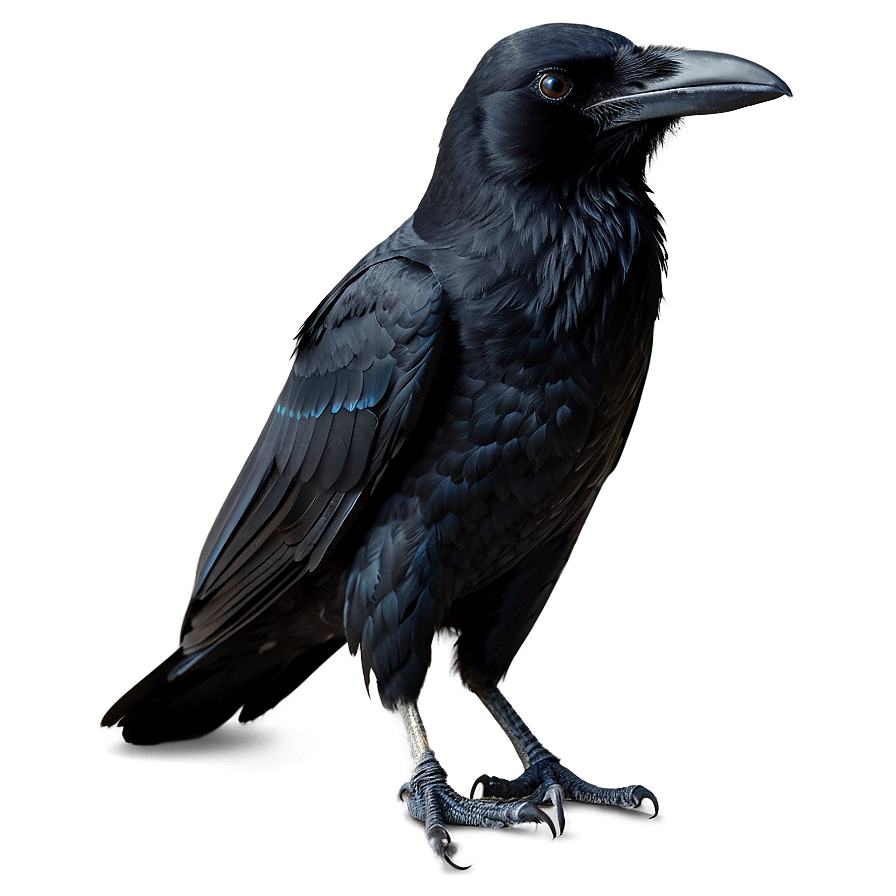 Raven Standing Png Wiw99