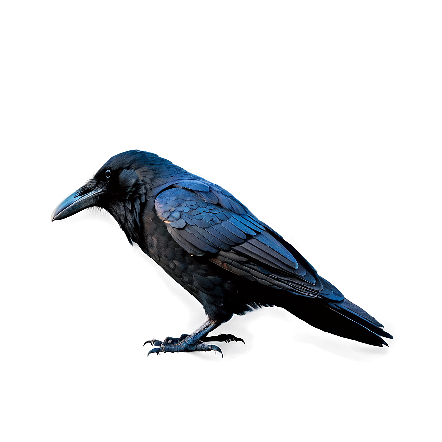 Raven With Background Png Ekd97