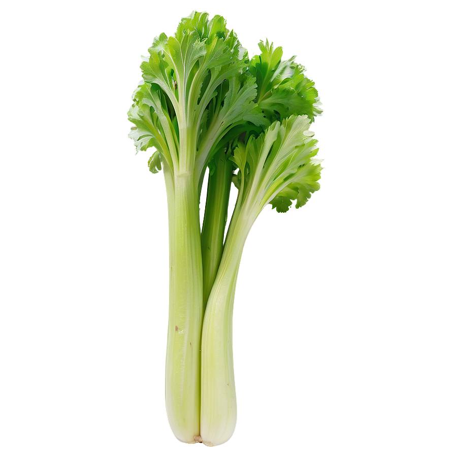 Raw Celery Png Mxk