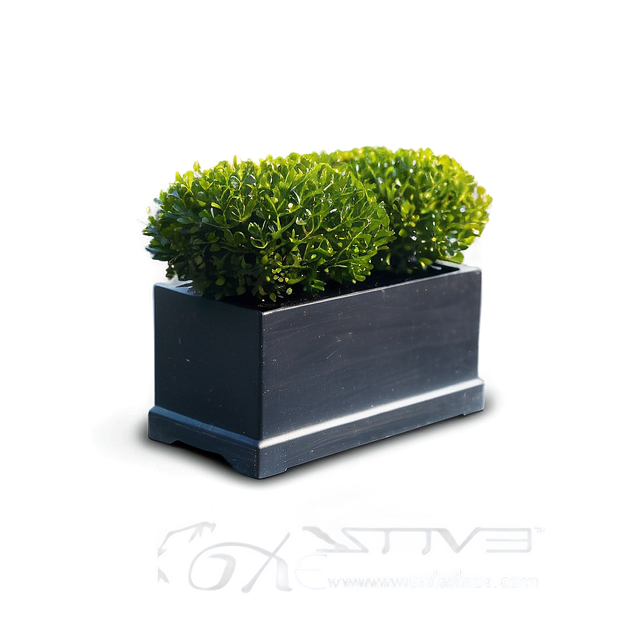 Real Boxwood Png Tlo