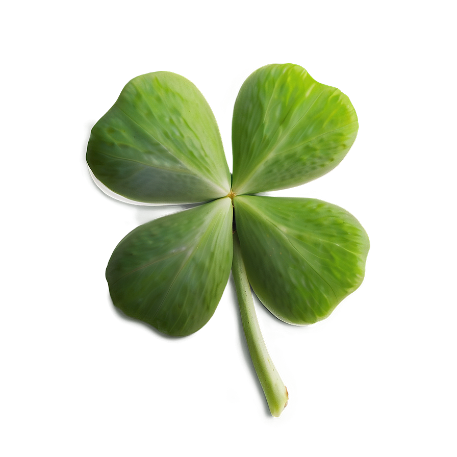 Real Four Leaf Clover Png 05252024