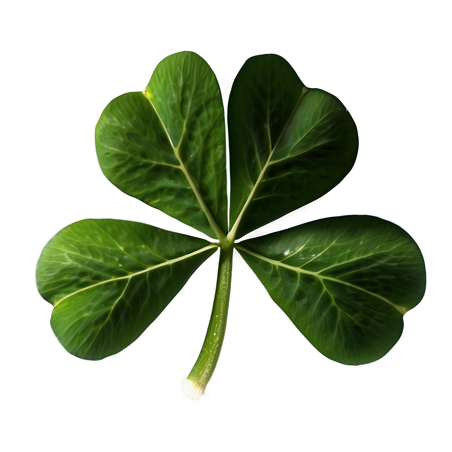 Real Four Leaf Clover Png 9