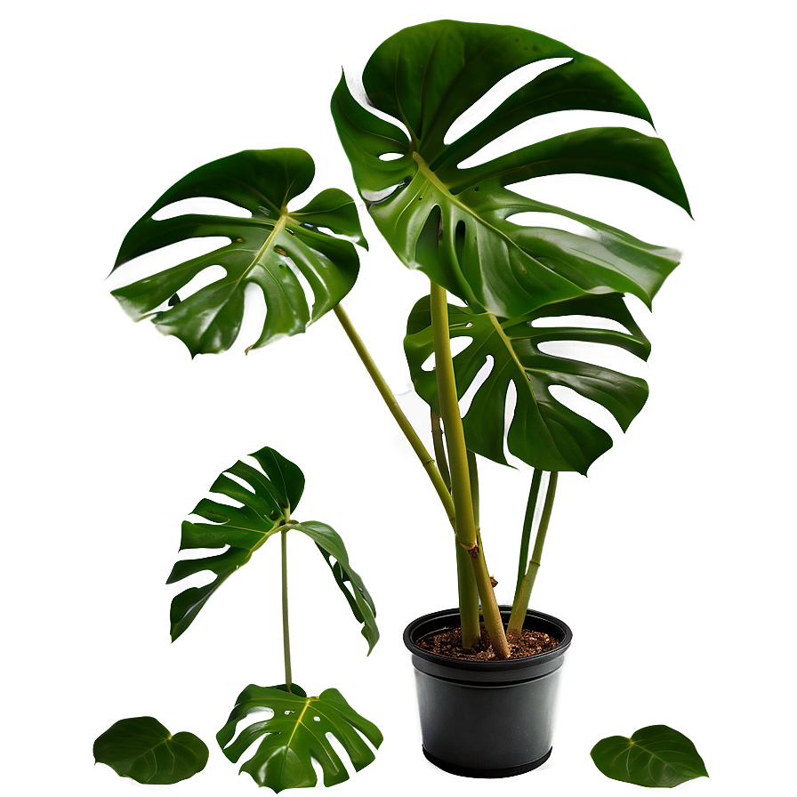 Real Monstera Plant Png Rwu54