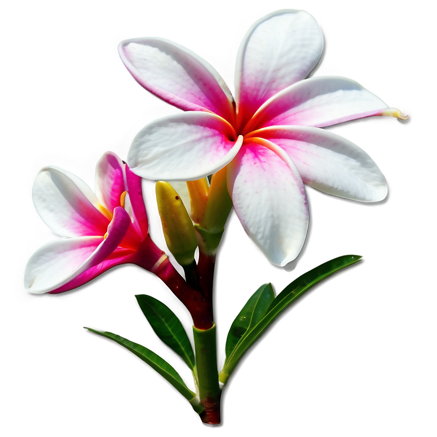 Real Plumeria Flower Png Fcg