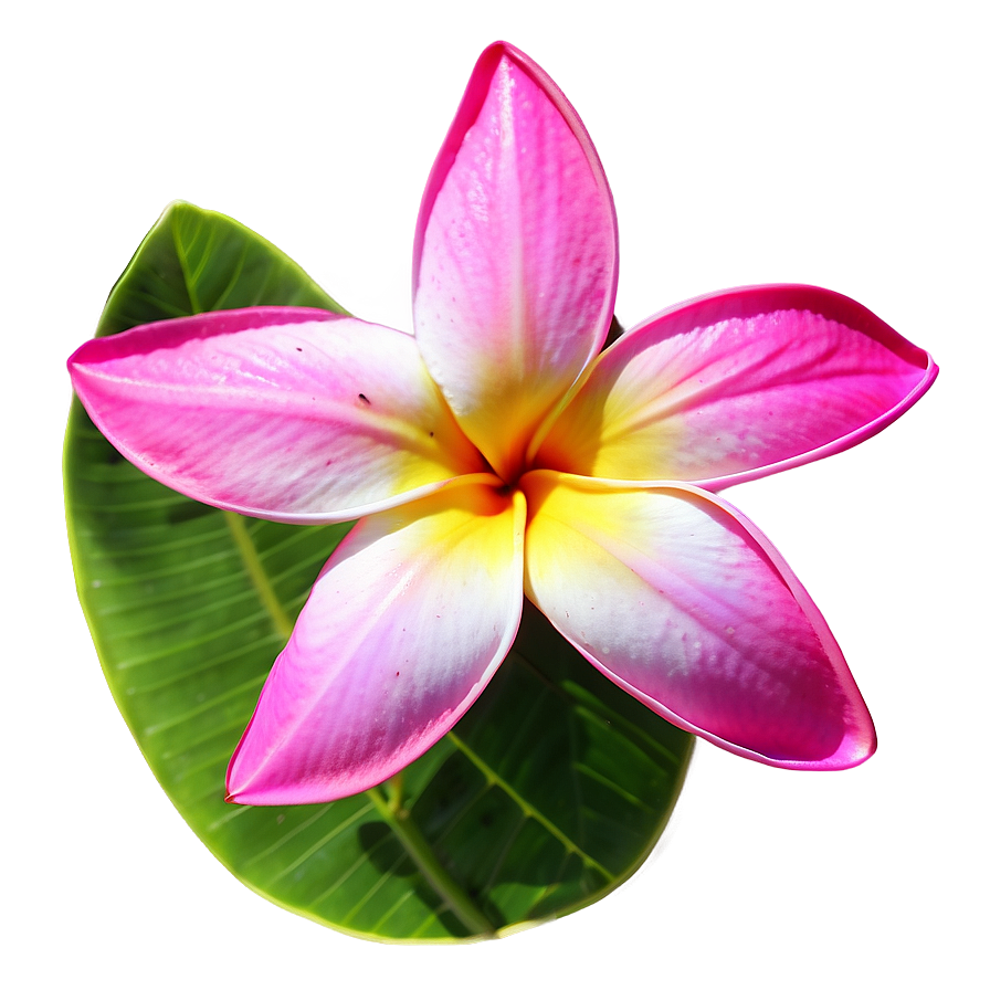 Real Plumeria Flower Png Xma95