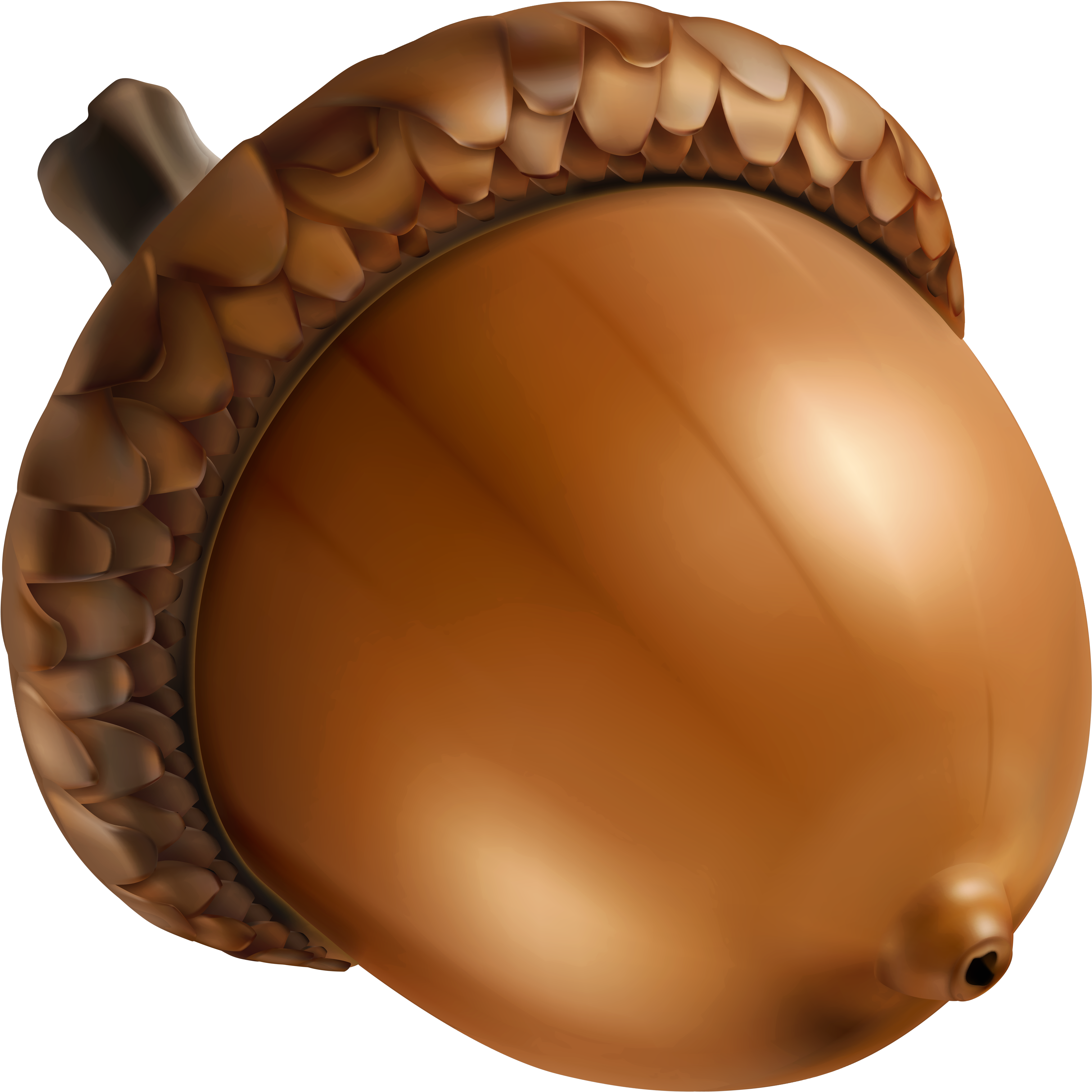 Realistic Acorn Illustration