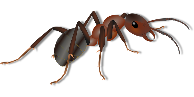 Realistic Ant Illustration