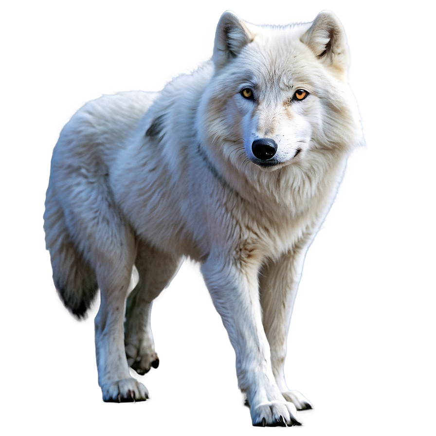 Realistic Arctic Wolf Png 61