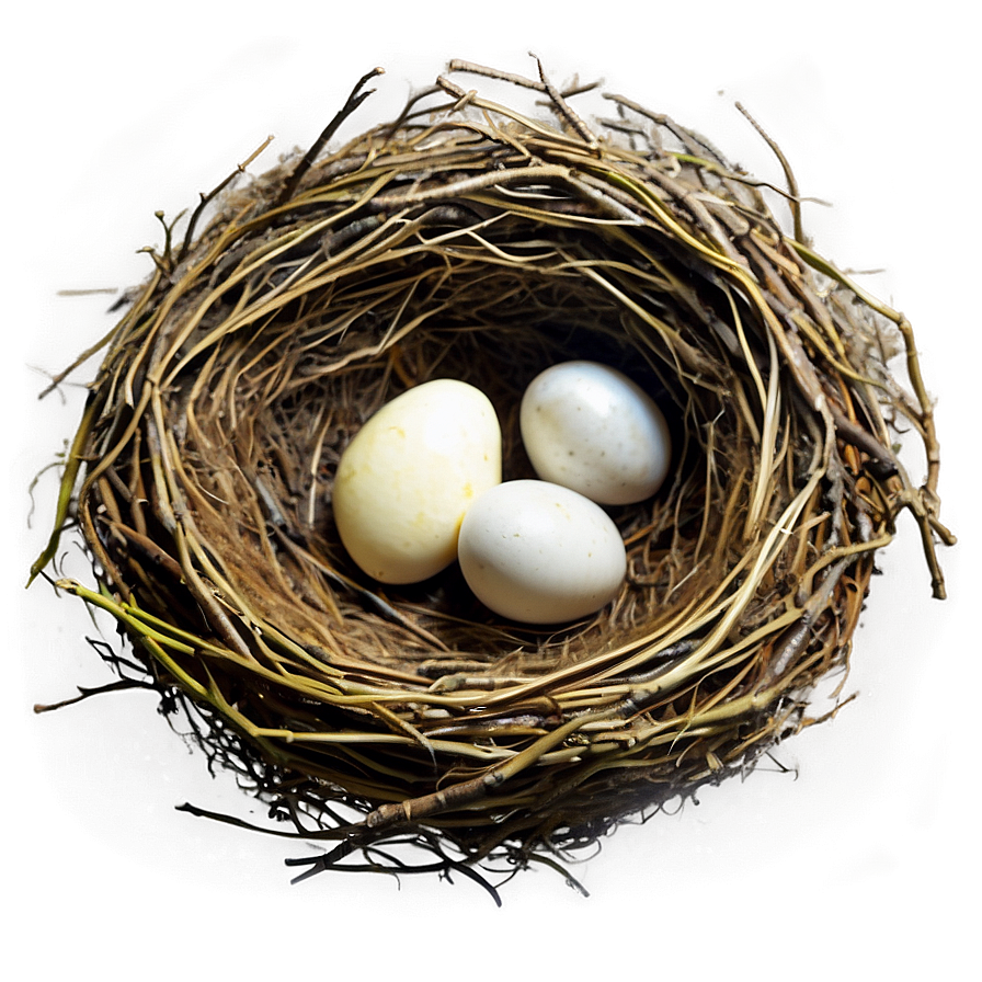 Realistic Bird Nest Png 16