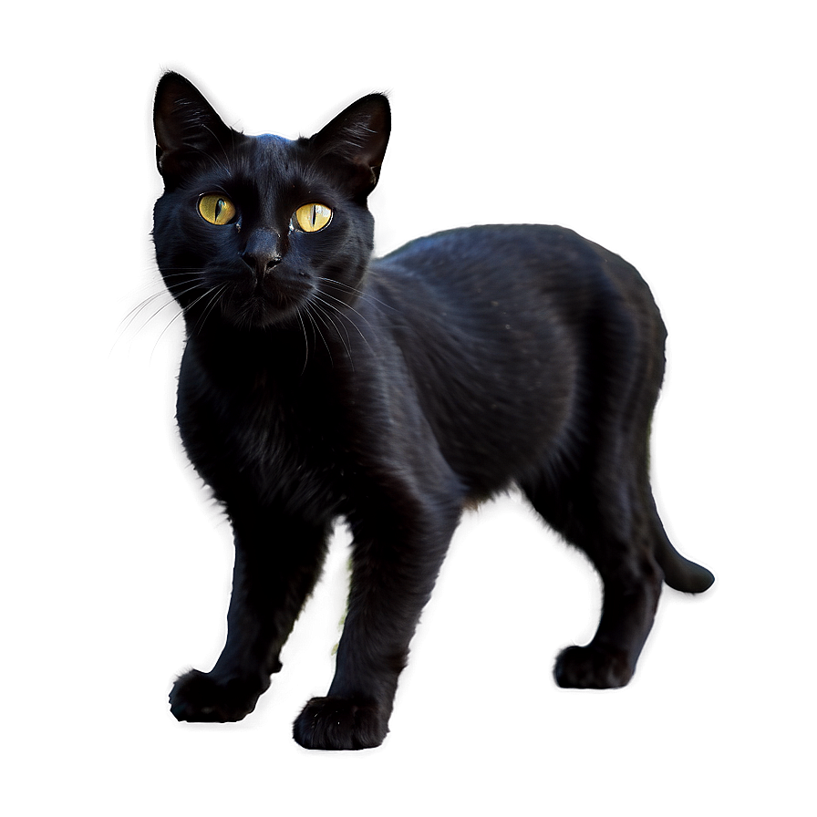 Realistic Black Cat Png Rhx24