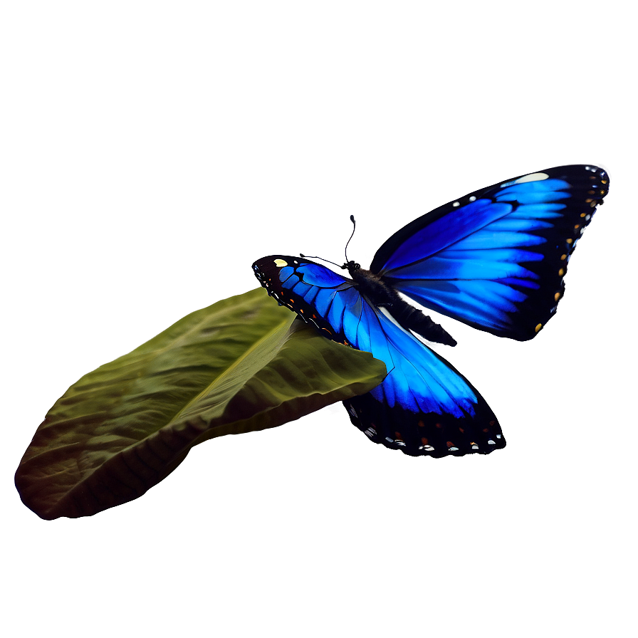 Realistic Blue Butterflies Png Acv62