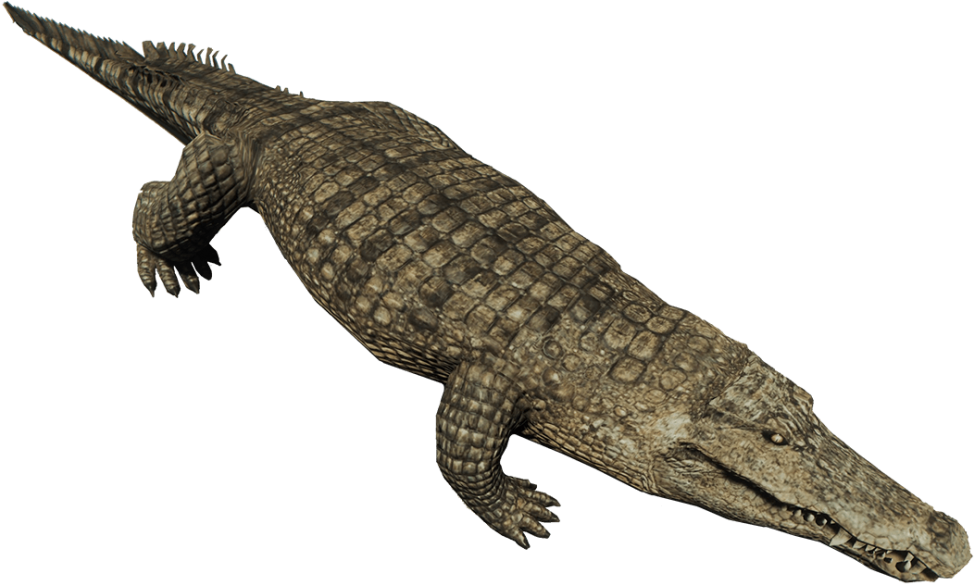 Realistic Crocodile3 D Model