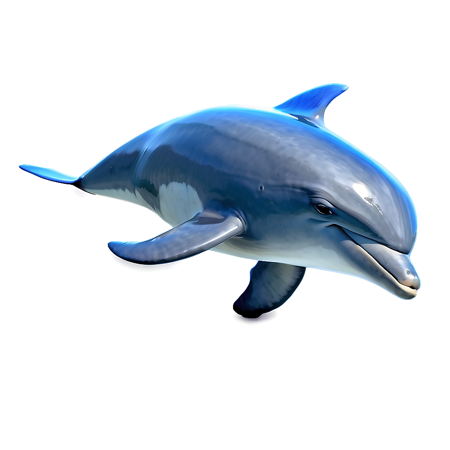 Realistic Dolphin Png 05062024