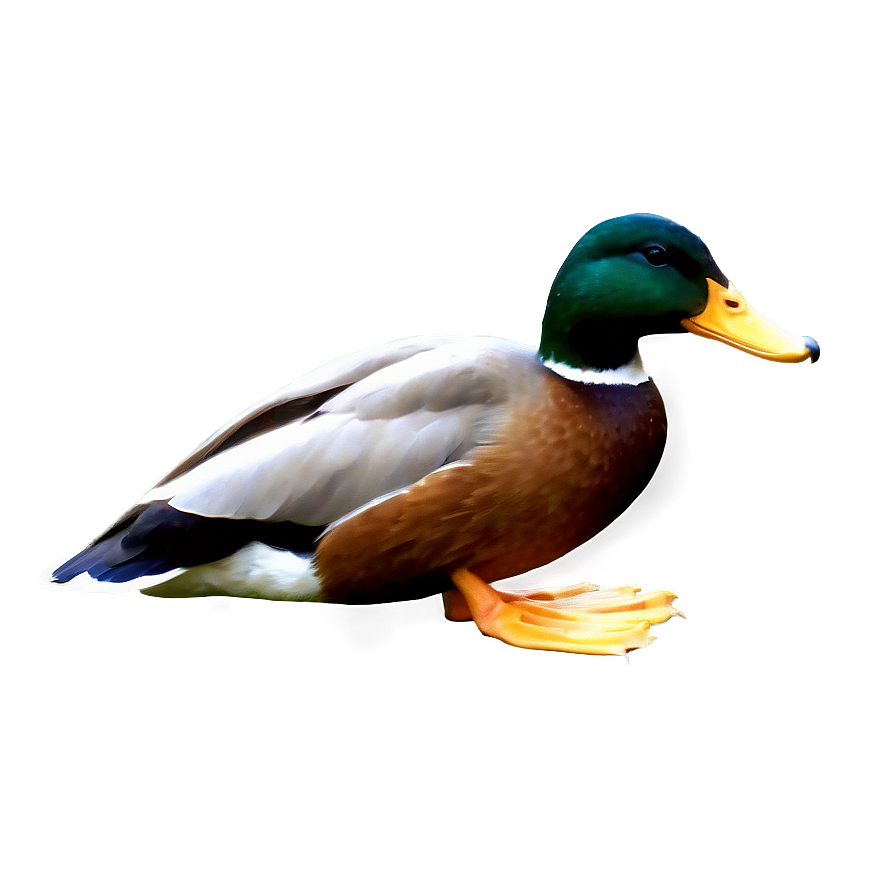 Realistic Duck Png 05032024