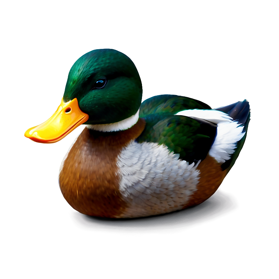 Realistic Duck Png Aep22