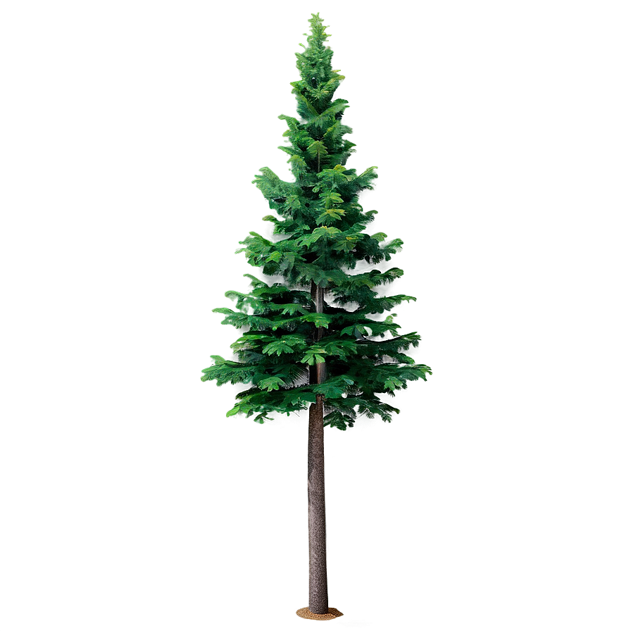 Realistic Evergreen Tree Png Soh17