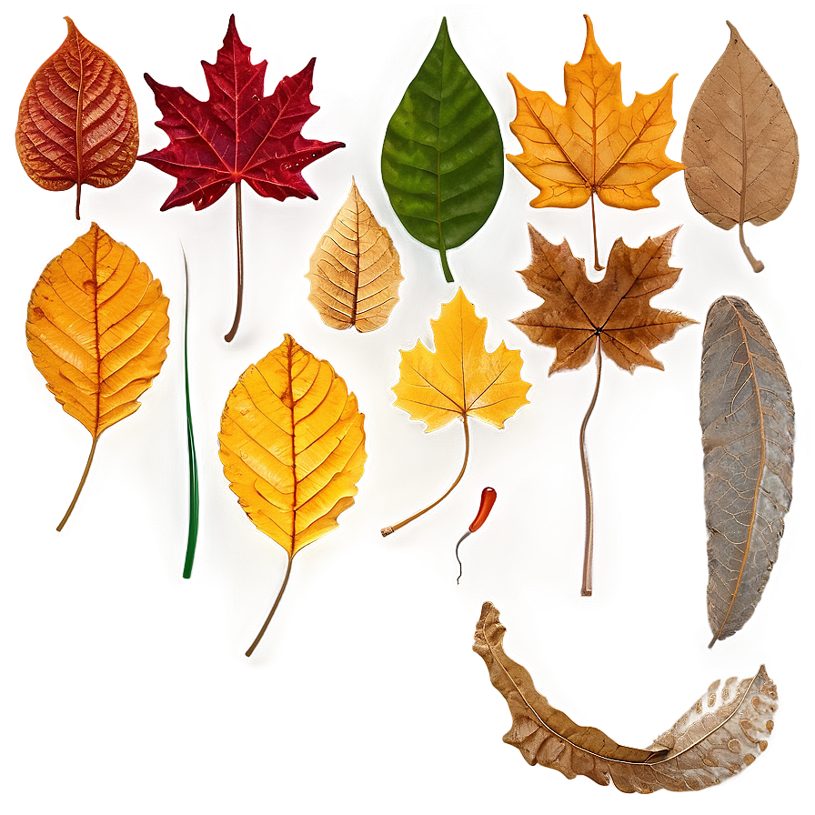 Realistic Fallen Leaves Overlay Png 06292024